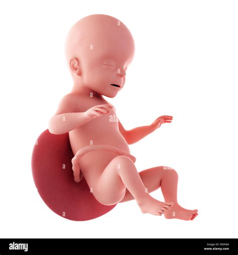 medical accurate illustration of a fetus - week 26 Stock Photo - Alamy