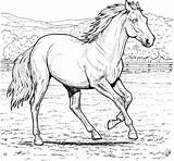 Realistic Horse coloring pages To Download And Print For Free sketch template