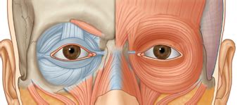 What Is The Meaning Of Periorbital Hematoma - Peter Brown Bruidstaart