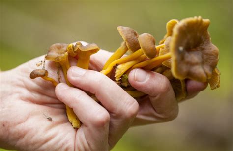 Mycophobia: Understanding the Fear of Fungus | GroCycle