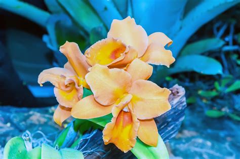 Orange Orchids Free Stock Photo - Public Domain Pictures