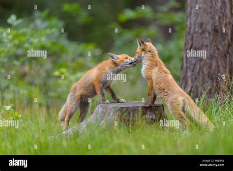 Fox foxes playing hi-res stock photography and images - Alamy