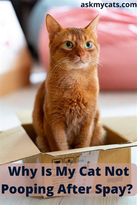 Cat Not Pooping After Spay: Reasons & Solution