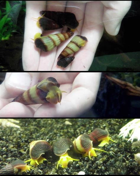 Rabbit Snail Breeding - Reptile Forums