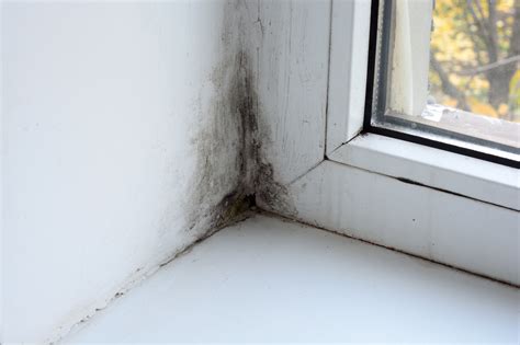 Mould Causes – Why is There Mold in Your House?