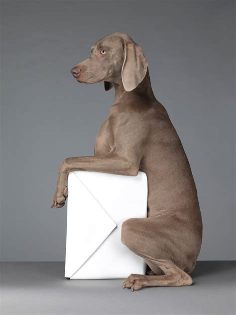 William Wegman’s Weimaraners Star in His New Book, Being Human | Vogue