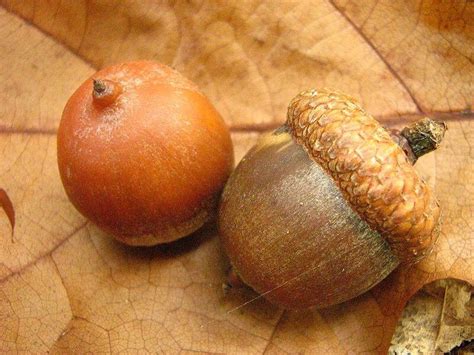 20 Pieces-5lb Black Oak Acorns Viable Seeds for Planting Tested Clean ...