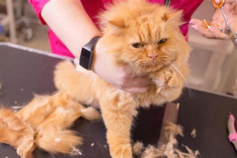 Premium Photo | Cat grooming in pet beauty salon the wizard uses the ...