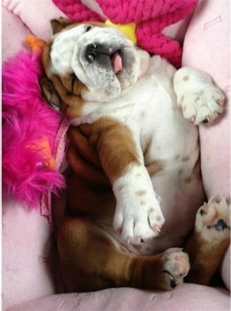 Aww....sleeping baby Bulldog! #bulldogs | Bulldog puppies, English ...