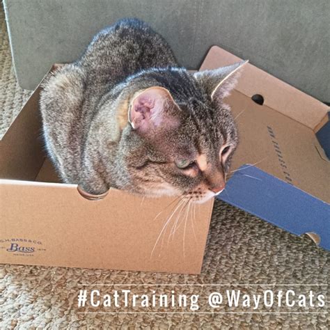 What is the best way to move my cats? - Dear Pammy at Way of Cats