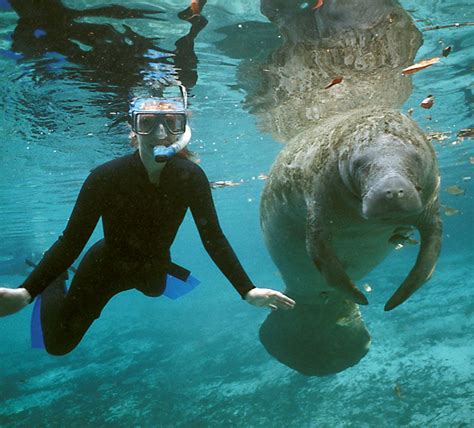 Watch as a breathtaking herd of gentle manatees greet vacationers ...