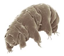 Tardigrade - Wikipedia