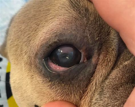 11 Signs a Dog Eye Ulcer is Healing