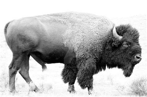 Great White Buffalo by peddlingtea on DeviantArt