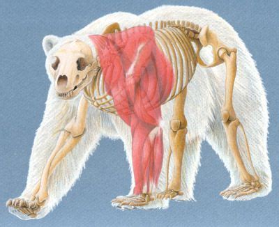 Polar Bear Anatomical Composite | Animal drawings, Bear art, Polar bear