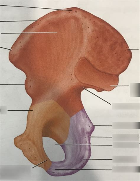 Transverse Section At Hemipelvis Level Photograph By, 44% OFF