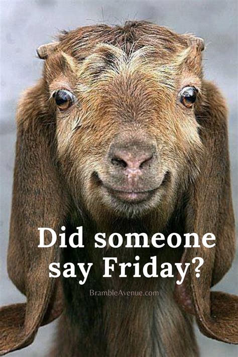 Funny Goat Friday Meme | Bramble Avenue | Friday humor, Happy friday humour, Friday meme
