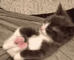 Cat Kitten GIF - Cat Kitten Stretch - Discover & Share GIFs