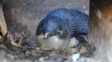 Oamaru Blue Penguin Colony : Birding NZ