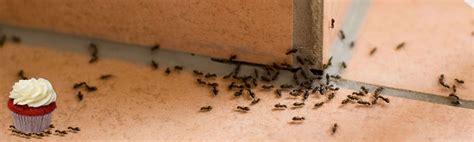 Odorous house ants - Aard Pest Control