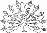 Peacock Coloring Pages At GetDrawings  Free Download sketch template