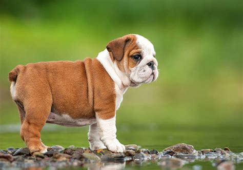 English Bulldog Breed Information