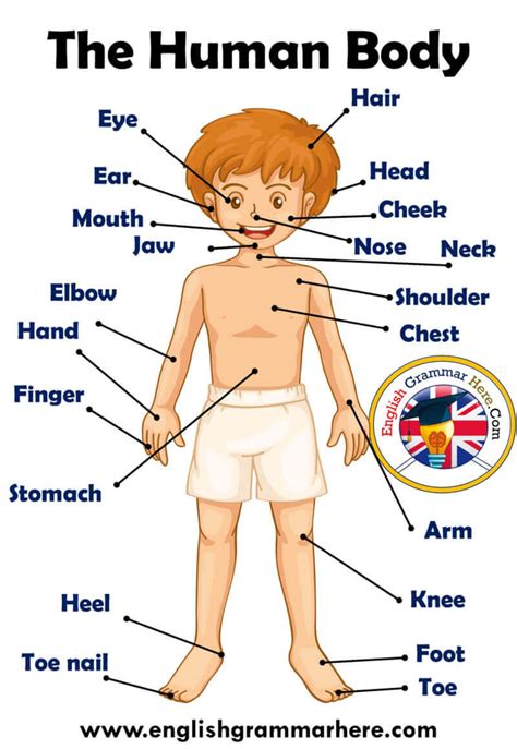 Parts of Human Body, Definition and Examples - English Grammar Here