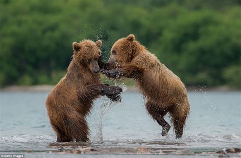 Brown bear cubs play in Russia's Far East | Daily Mail Online