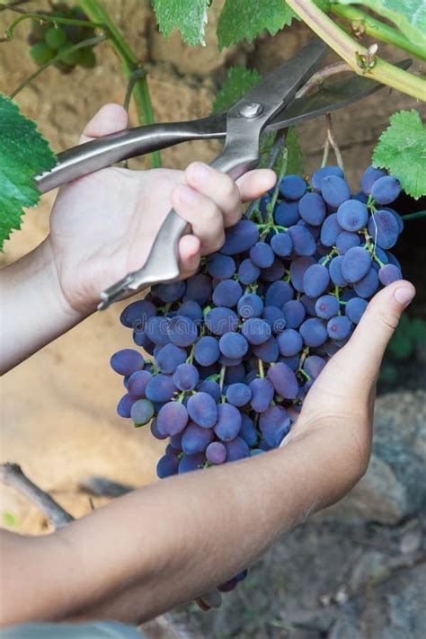 Picking Grapes - Harvest Time Stock Photo - Image of child, fruit: 58702816