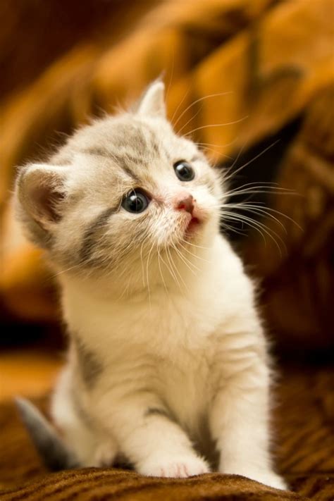 Pin di 조은수 su Animalia | Gattini piccoli, Adorabili gattini, Cuccioli di animale
