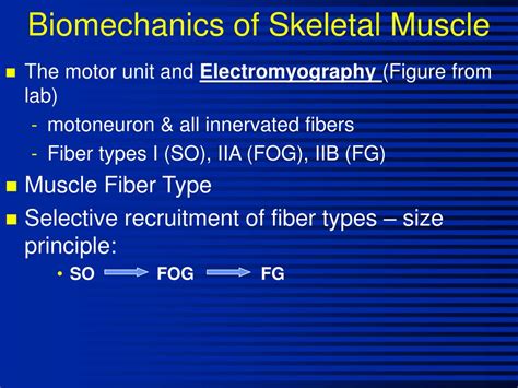 PPT - Biomechanics of Skeletal Muscle (Hamill ch 4, Cram Ch 2, pp 43-64 ...