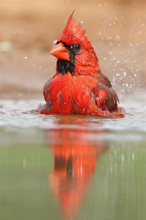 Northern Cardinal | Audubon Field Guide