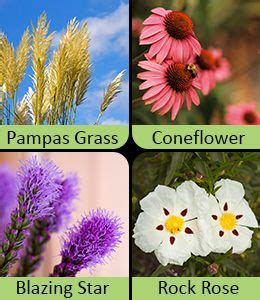 Discover the Diversity of Grassland Plants