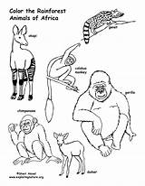 Rainforest Animals Coloring Pages At GetColoringscom  Free Printable sketch template