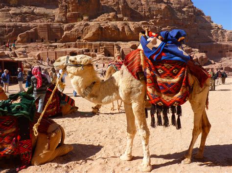 Kostenlose foto : Landschaft, Wüste, Tier, Reise, Fuß, Urlaub, Jordanien, Sahara, Wadi, Petra ...
