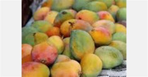 Karnataka: 35,000 tons of mangoes expected in Mysuru alone