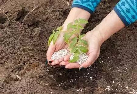 8 Best Homemade Liquid Fertilizer for Tomatoes [Easy Prep!]