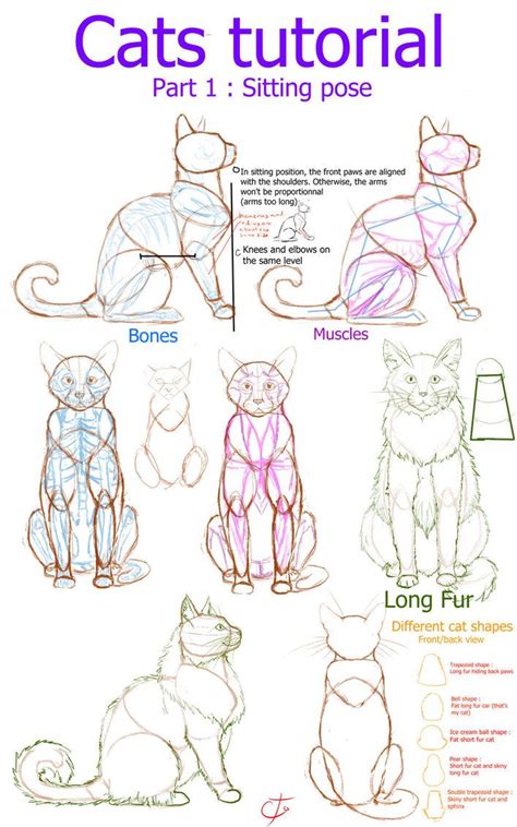 Cats+tutorial+-+part+1+:+Sitting+position+by+Ctougas01.deviantart.com+on+@DeviantArt | Cat ...