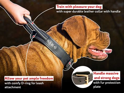 Adjustable Leather French 【Mastiff】 Collar with Handle | Brass Hardware ...