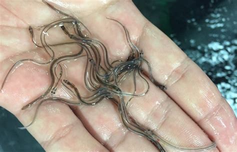 Japanese eels: Progress in breeding and nutrition - Responsible Seafood ...