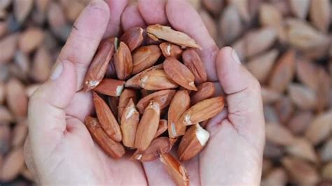 Health benefits of pili nuts | Healthy nuts, Health, Pili nut