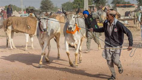 Nagaur Cattle Fair Rajasthan 2024 - Date, History, Major Attractions