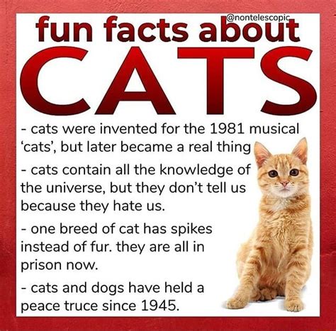 Fun facts about CAT - cats were invented for the 1981 musical 'cats ...