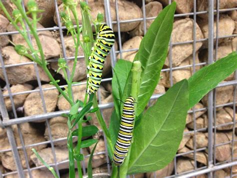 Eastern Swallowtail | texasbutterflyranch