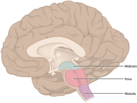 File:1311 Brain Stem.jpg - Wikimedia Commons