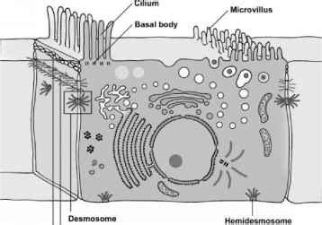 Cell Junctions - Lamina Propria - Mussen Healthcare