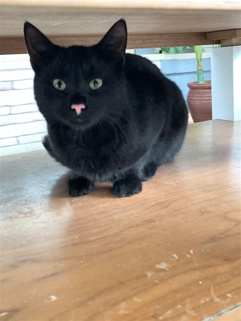 I have met this black cat with pink nose today.https://ift.tt/2ZZQ6TK ...