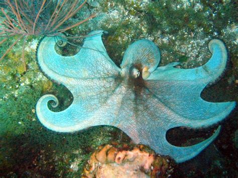 Caribbean Reef Octopus Information and Picture | Sea Animals