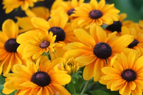 Rudbeckia hirta (Black Eyed Susan, Black-eyed Susan, Gloriosa Daisy ...