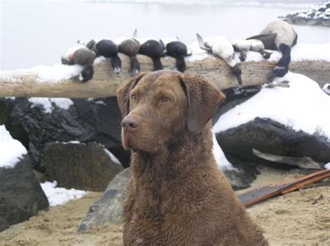 Diver hunting with a Chesapeake Bay Retriever. | Chesapeake bay retriever, Duck hunting dogs ...